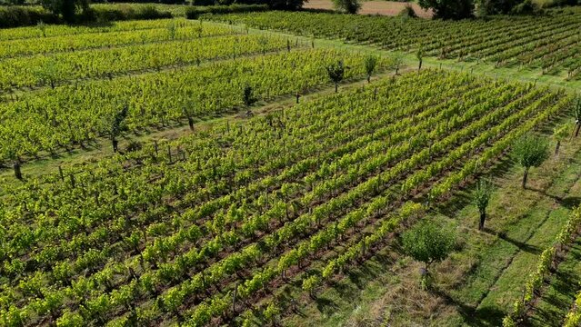 Agroecological transition and climate change in viticulture, fruit tree plantations between vineyard plots, Sauternes, Gironde, France, High quality 4k footage