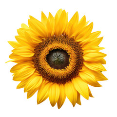 Sunflower blossom isolated on transparent background,transparency 