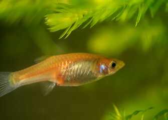 Female guppy in aquarium. Selective focus with shallow depth of field.