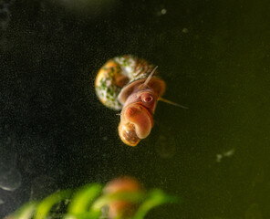 Snail on a glass surface in aquarium. Selective focus.
