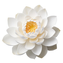 White lotus isolated on transparent background,transparency 