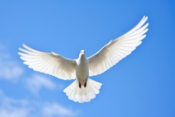 Obraz premium a white dove flying alone in bright blue skies