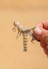 Locust close-up. Caught insect in the human hand. Invasion of locusts on agricultural fields. Exotic food in Asia.