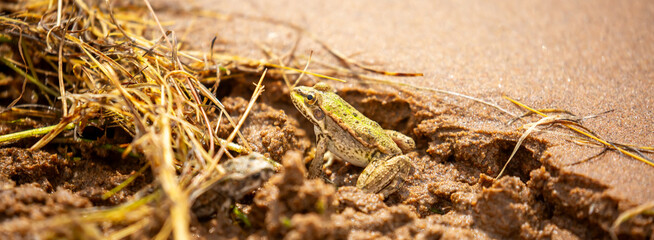 The frog sits on the sand on the shore of the lake. Beautiful wildlife landscape with place for text. The concept of protecting wildlife and ecology.