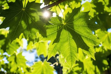 shot of sunlight piercing through lush grape leaves