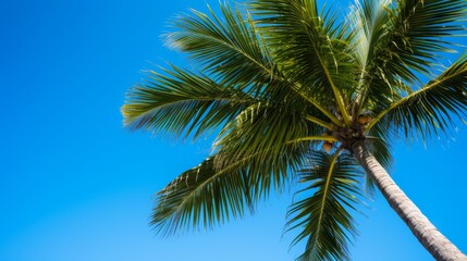 Fototapeta na wymiar A coconut palm tree against a clear blue sky