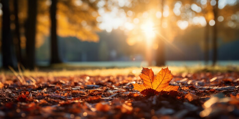 levé de soleil sur un paysage d'automne aux couleurs dorée et feuilles mortes