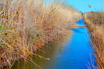 Landscape with river and reeds on a background of blue sky