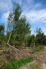 Fototapeta premium danni maltempo