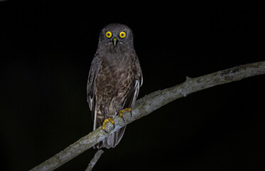 Hume's Boobook - Ninox obscura

A medium-sized, dark brown owl with distinctive yellow eyes founds in Andaman Island
