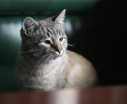 Photo of a beautiful cat in a cafe