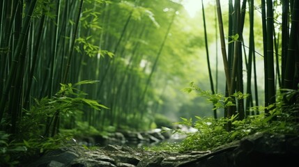 A lush bamboo grove in a quiet forest