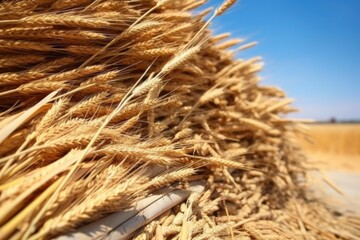 close-up picture of wheat sheaves stacked together - obrazy, fototapety, plakaty