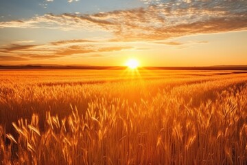 Obraz premium orange sunlight falling over a wheat field