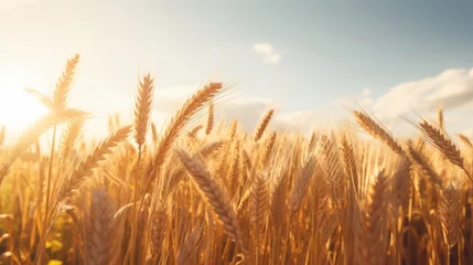 Foto op Canvas A field of golden wheat swaying in the wind © Cloudyew