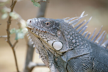 Nahaufname von einem grünen Leguan