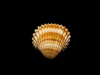 seashell on black