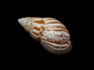 seashell isolated on black