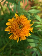 Yellow flower in the garden 