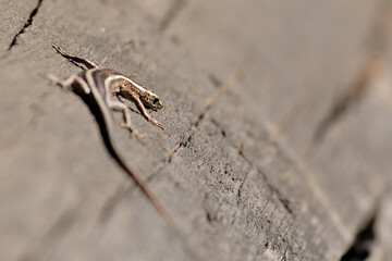 Skink on a log