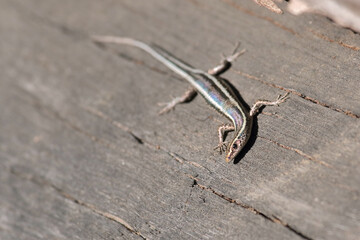 Skink on a log