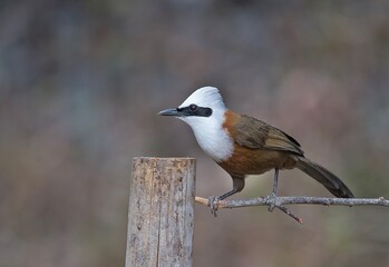 White-crested Laughingthrush

A stunningly white peaked crest, combined with a thin dark mask and russet-brown body, makes this laughingthrush an otherworldly beauty.