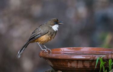 White-throated Laughingthrush

A warm brown with an ochre-colored belly and pure white throat, this laughingthrush is found in foothill forests along the Himalayas and in central China.