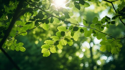 Fototapeta na wymiar Dappled sunlight filtering through leaves