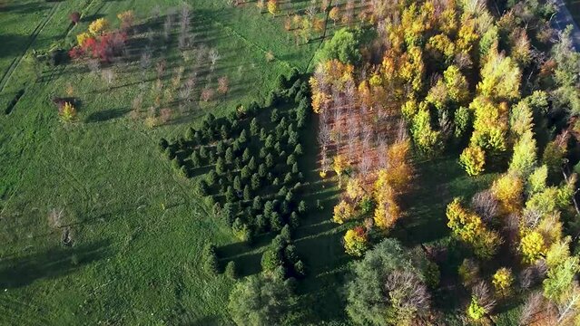 Flight over an autumn park in Kazakhstan. Trees with yellow autumn leaves are visible. Aerial photography.