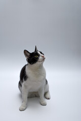 Portret czarno białej kocicy na białym tle - obrazy, fototapety, plakaty