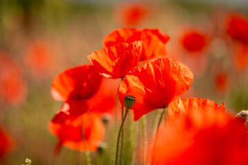 A close up of poppies in the Sussex countryside, on a sunny summer's day