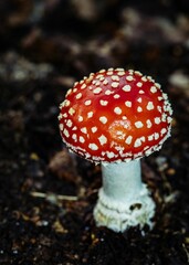 Close-up of a vibrant red fly agaric (Amanita muscaria) mushroom growing in a grassy meadow