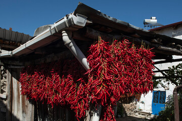 Red chili peppers are hanged on the wall. We dry the long red pepper by hanging it in the shade....