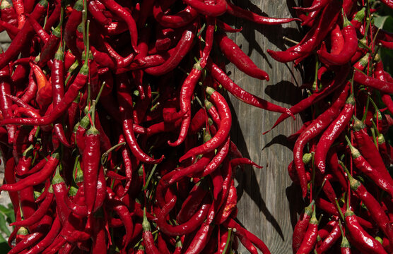 Red chili peppers are hanged on the wall. We dry the long red pepper by hanging it in the shade. Long red peppers drying on the walls.
Cukuroren Village, Bilecik Türkiye. - Powered by Adobe