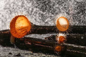 Cup fungi which may be found in Thailand, Selective Focus