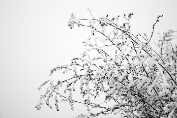 snowy branches at winter