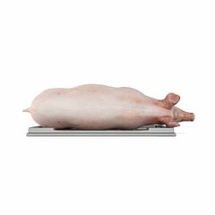 3D rendering of a pig lying on a white background