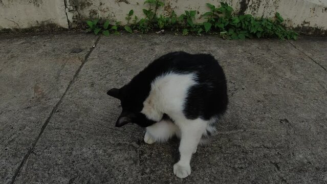 footage of a black and white cat licking his body