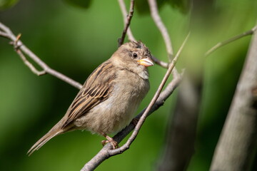 Spatz