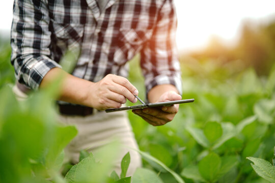 Businessman gardener using tablet Viewing potato plant picture of potato leaves in harvest season in fertile soil