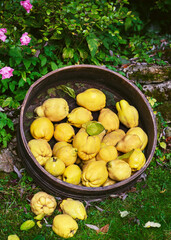 Fresh organic yellow pear quinces in a huge garden wooden sieve while harvesting fruits in countryside in late autumn. Copy space.