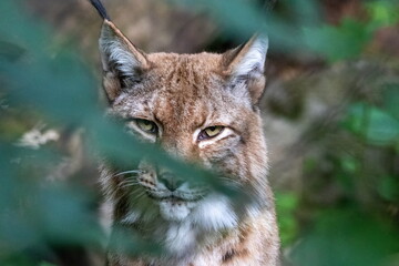Luchs