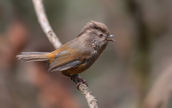 Streak-throated Fulvetta - Fulvetta manipurensis
also known as Manipur Fulvetta

A beautiful small brown bird with a grayish-brown head founds in North-eastern state of India