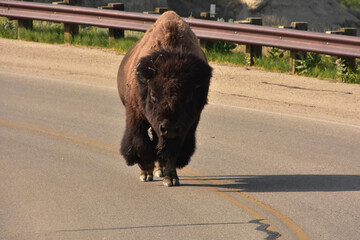 Very Shaggy North American Buffalo in a Road