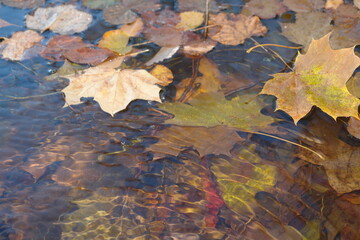 autumn leaves on water