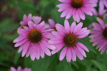 Summer Garden with Beautiful Blooming Coneflower Blossoms