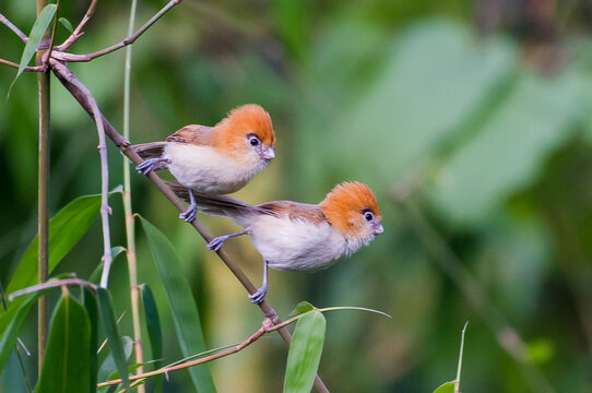 Pale-billed Parrotbill 
(Lesser Rufous-headed Parrotbill)

This adorable birds found in North-east India