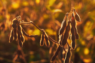 Ripe harvest ready soybean (Glycine max) crop plantation in summer sunset