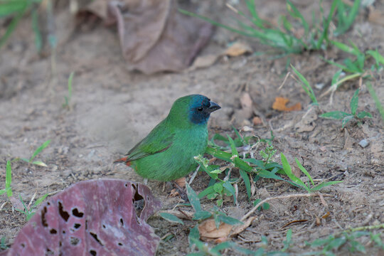 Blue faced parrot-finch.