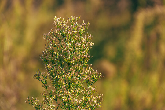 Horseweed plant (Erigeron canadensis) also known as coltstail, marestail, and butterweed.
